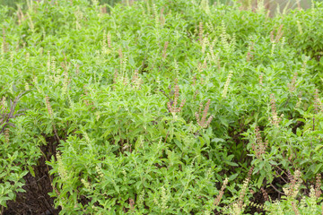 close up of thai basil or sweet basil in the garden