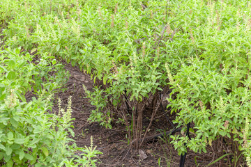 close up of thai basil or sweet basil in the garden