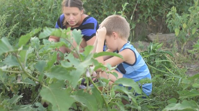 Woman and boy picking harvest of eggplants in the garden into wooden box. Mother an son picking fresh vegetables on organic bio farm. Autumn harvest fun for family.