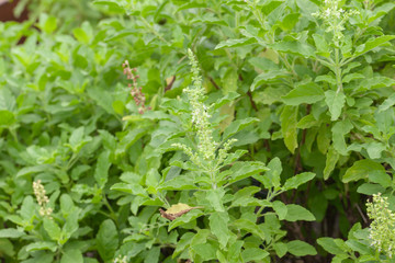 close up of thai basil or sweet basil in the garden