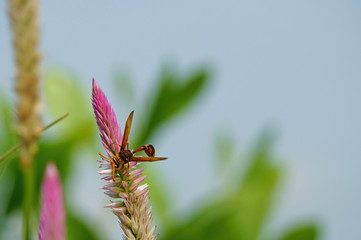 Bee gathering pollen of cockscomb flowers