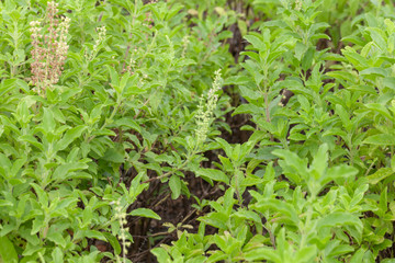 close up of thai basil or sweet basil in the garden