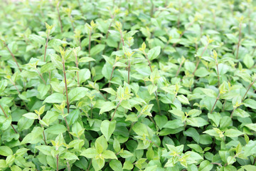 wild plants in a park, south China