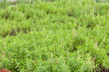 close up of thai basil or sweet basil in the garden