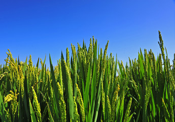 Obraz premium Paddy fields