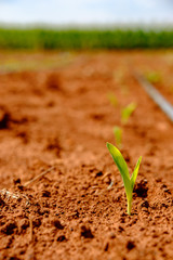 Corn seedlings germinate in field