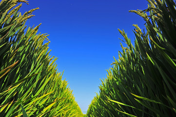 Fototapeta premium Paddy fields