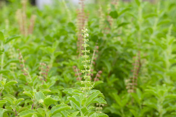 close up of thai basil or sweet basil in the garden