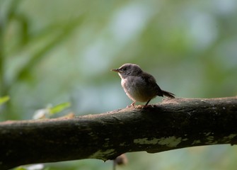 Fledgling House Wren
