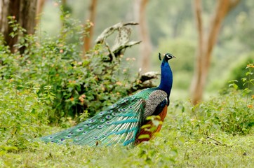 Obraz premium Peafowl