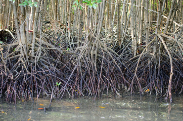 mangrove forest