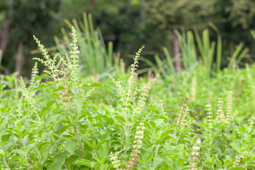 close up of thai basil or sweet basil in the garden