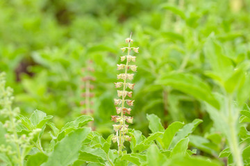 close up of thai basil or sweet basil in the garden