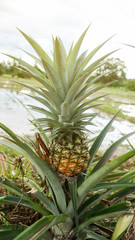 Obraz premium Pineapple fruit plant in an orchard.