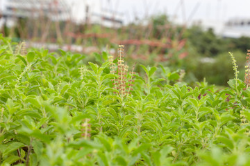close up of thai basil or sweet basil in the garden