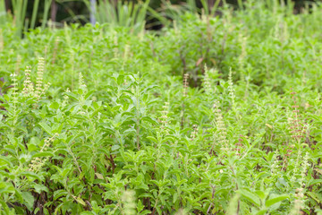 close up of thai basil or sweet basil in the garden