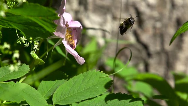 A bees taking a fly out of a beautifull flower in slow motion.