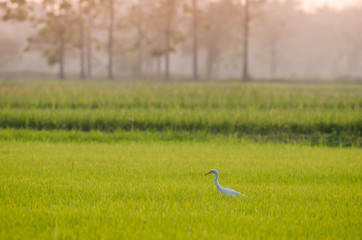 egret birds foraging on the rice fields.