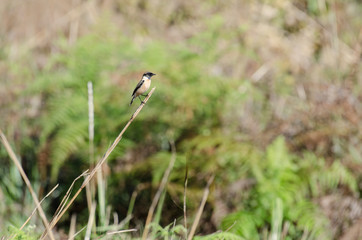 Small birds in the tropics.