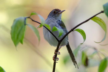 Small birds in the tropics.