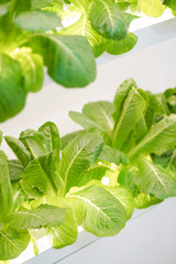 hydroponic vegetable. A soft focus on a green cos hydroponic vegetable.