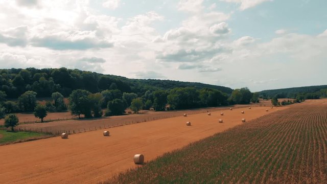Flight over crop wheat or rye field with stook hay straw bales. Harvest agriculture farm rural aerial 4k video background. Bread production concept.