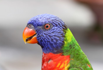 Lorikeet