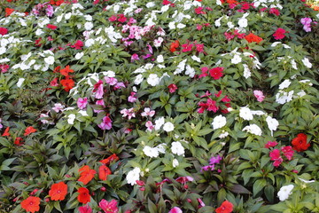 many colorful flowers