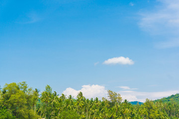 Coconut palm tree blue sky background