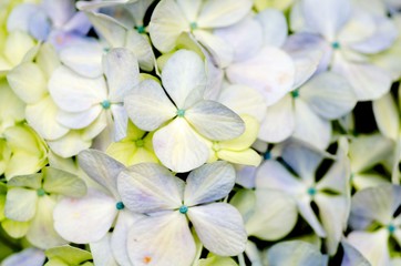 Hydrangea