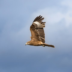 Kite in the sky close up