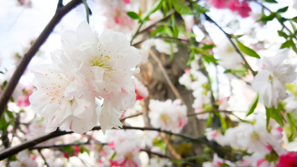 Fototapeta na wymiar Close up flower of Japanese apricot - Prunus mume - are blooming on blurry background in Japan.