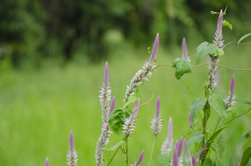 Wild Cockcomb were intertwined with weeds.