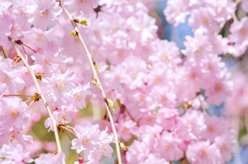 Naklejka premium Sakura Pink in soft focus, beautiful cherry blossom in Japan, bright pink flowers of Sakura on the blurry background. Spring background and beautiful natural scenery.