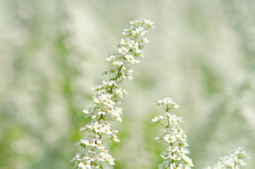 Pretty white blossoms of Thunberg's meadowsweet or Spiraea thunbergii blooming on blurry background in Japan. Tiny white flowers in soft focused beautiful nature flower background.