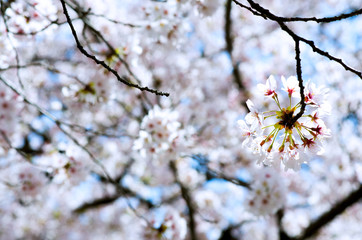 Sakura Pink in soft focus, beautiful cherry blossom in Japan, bright pink flowers of Sakura on the blurry background. Spring background and beautiful natural scenery.