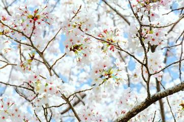 Sakura Pink in soft focus, beautiful cherry blossom in Japan, bright pink flowers of Sakura on the blurry background. Spring background and beautiful natural scenery.