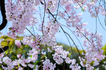 Sakura Pink in soft focus, beautiful cherry blossom in Japan, bright pink flowers of Sakura on the blurry background. Spring background and beautiful natural scenery.
