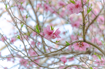 Sakura Pink in soft focus, beautiful cherry blossom in Japan, bright pink flowers of Sakura on the blue sky background. Spring background and beautiful natural scenery.