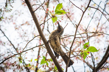 A little bird eat sweet nectar from cherry blossom flowers on a tree branch of Cherry  tree or Sakura tree in japan.