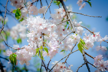 Sakura Pink in soft focus, beautiful cherry blossom in Japan, bright pink flowers of Sakura on the blue sky background. Spring background and beautiful natural scenery.