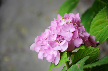 Hydrangea, Hydrangea macrophylla , Beautiful pink flower in garden on blur grey pavement background,
