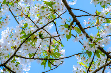 Sakura in soft focus, beautiful cherry blossom in Japan, bright white flowers of Sakura on the blurry background. Spring background and beautiful natural scenery.