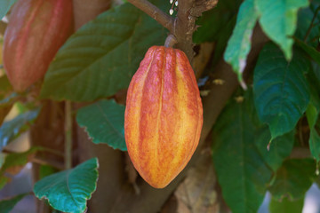 Orange ready to harvest cacao pod