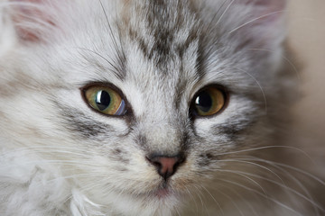 Close-up portrait of fluffy cat