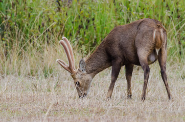 Wild deer are eating grass.