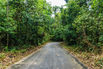 Rural country slope road with green tree forest