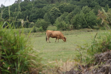 Vaca asturiana de los valles marr&oacute;n en prado verde pastando hierba fresca rodeada de &aacute;rboles en aldea de Melide, Galicia. Ganado vacuno de raza aut&oacute;ctona de Asturias. Ganader&iacute;a extensiva sostenible.	