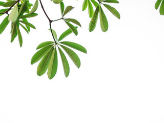 Fototapeta na wymiar green leaves and branches clipping path on white background below copy space