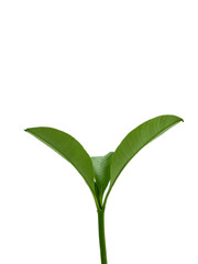 young leaves  on white background